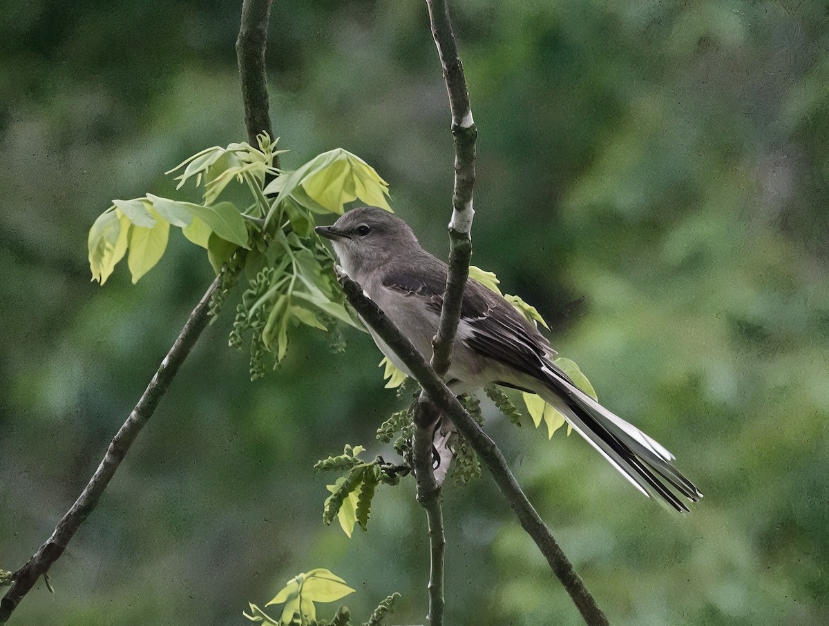 Northern Mockingbird - ML635001813
