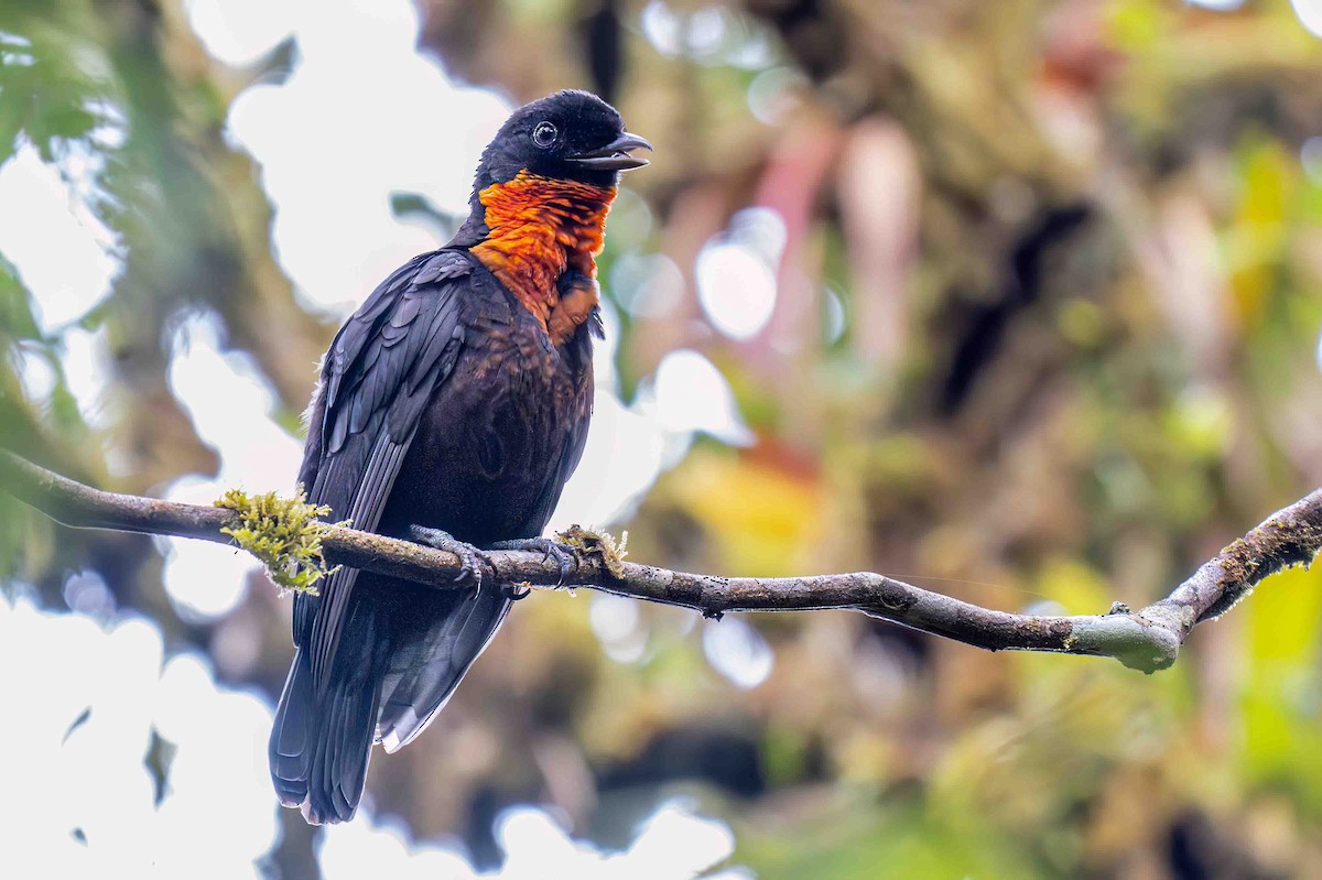 Red-ruffed Fruitcrow - ML635001920