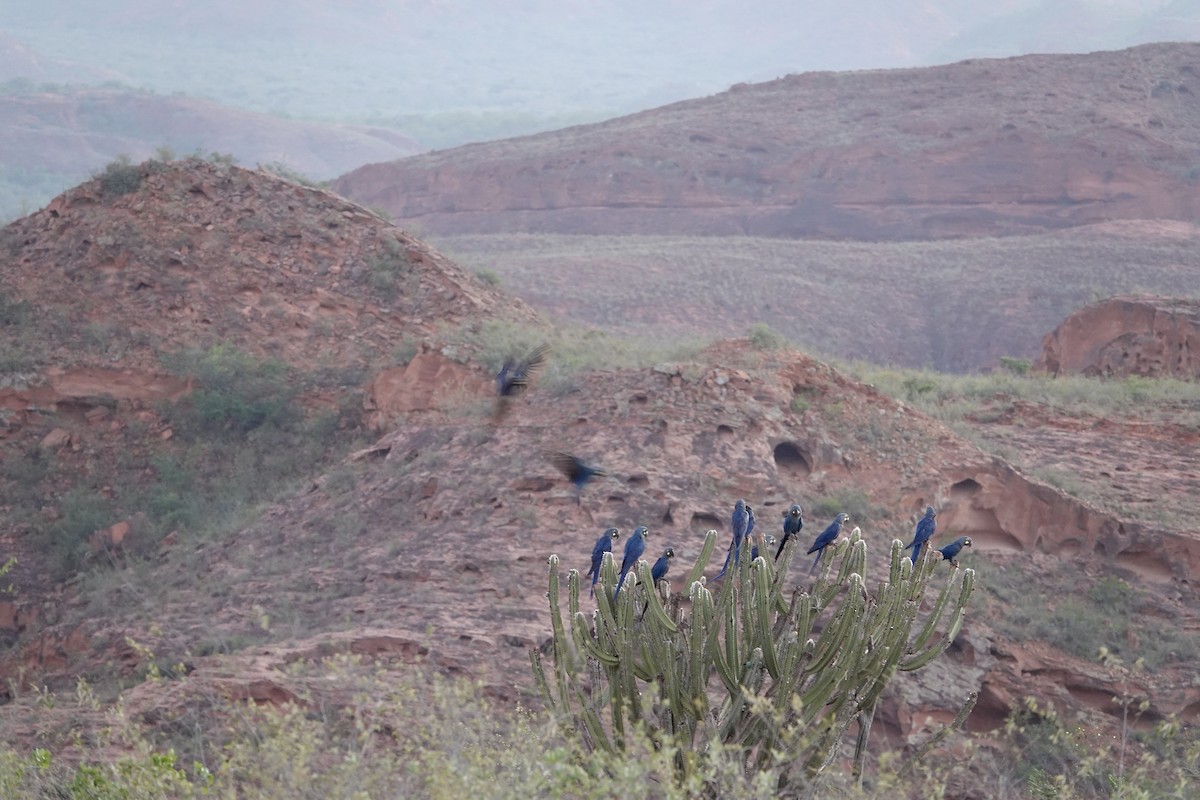 Indigo Macaw - ML635001933