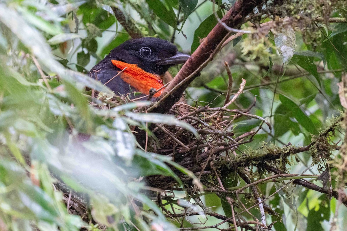 Red-ruffed Fruitcrow - ML635001951