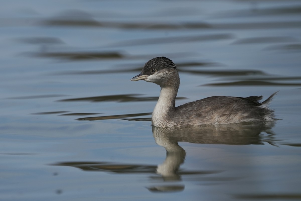 Hoary-headed Grebe - ML635001987