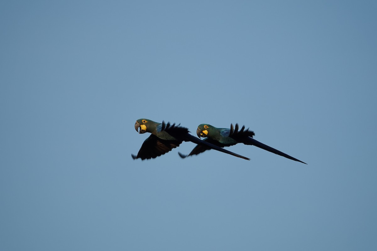 Indigo Macaw - ML635002012