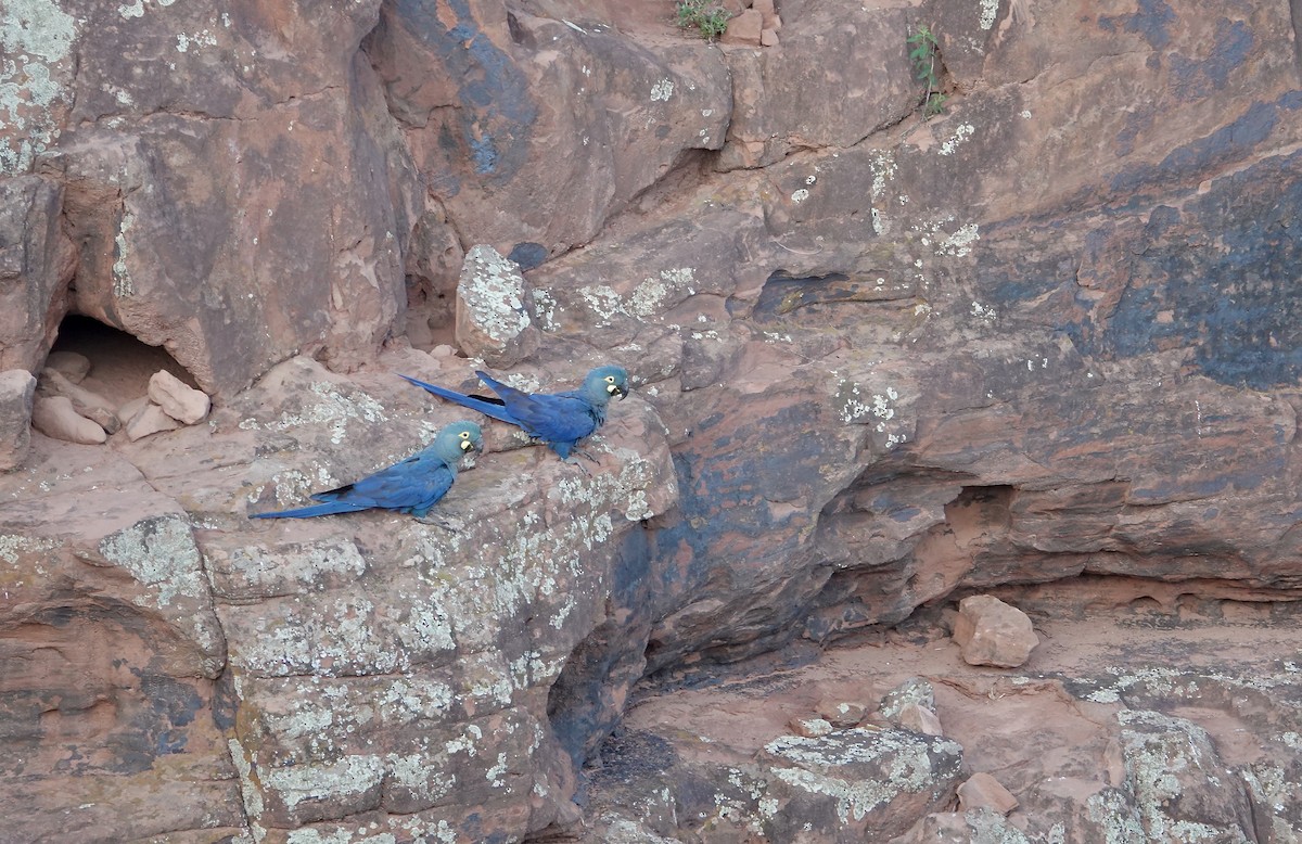 Indigo Macaw - ML635002023