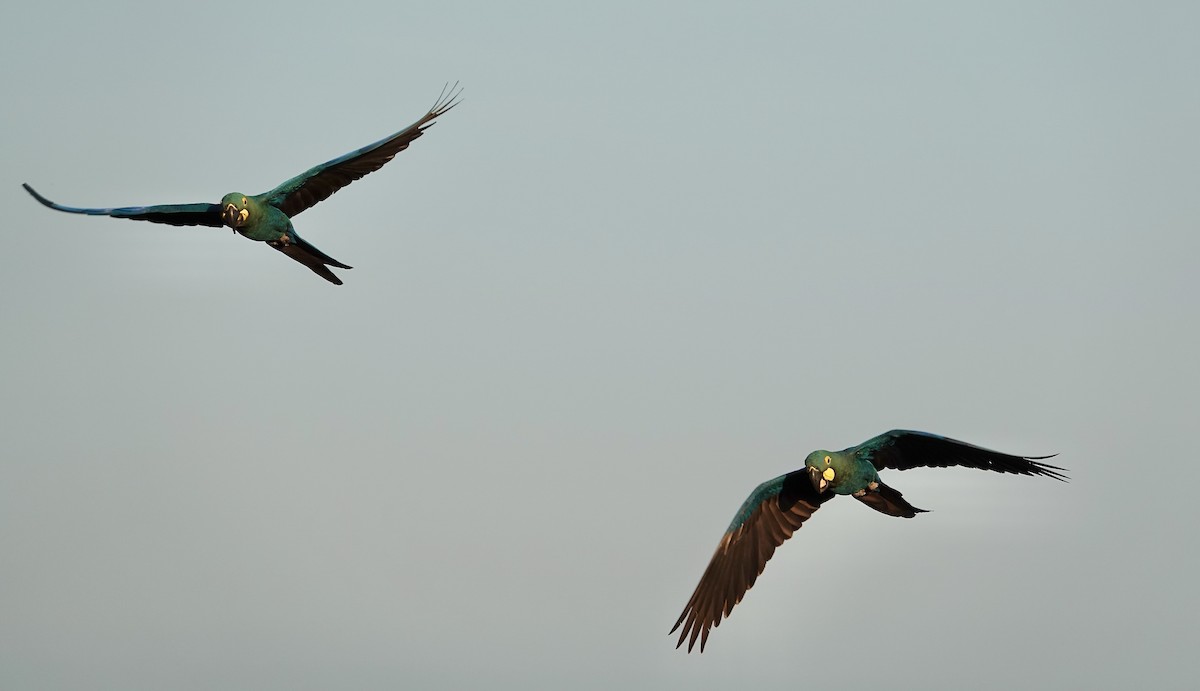 Indigo Macaw - ML635002040