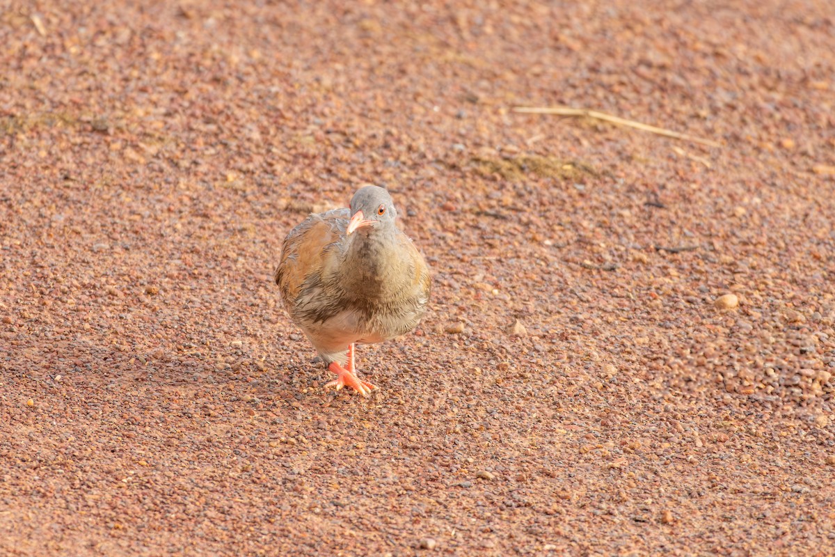Small-billed Tinamou - ML635002043