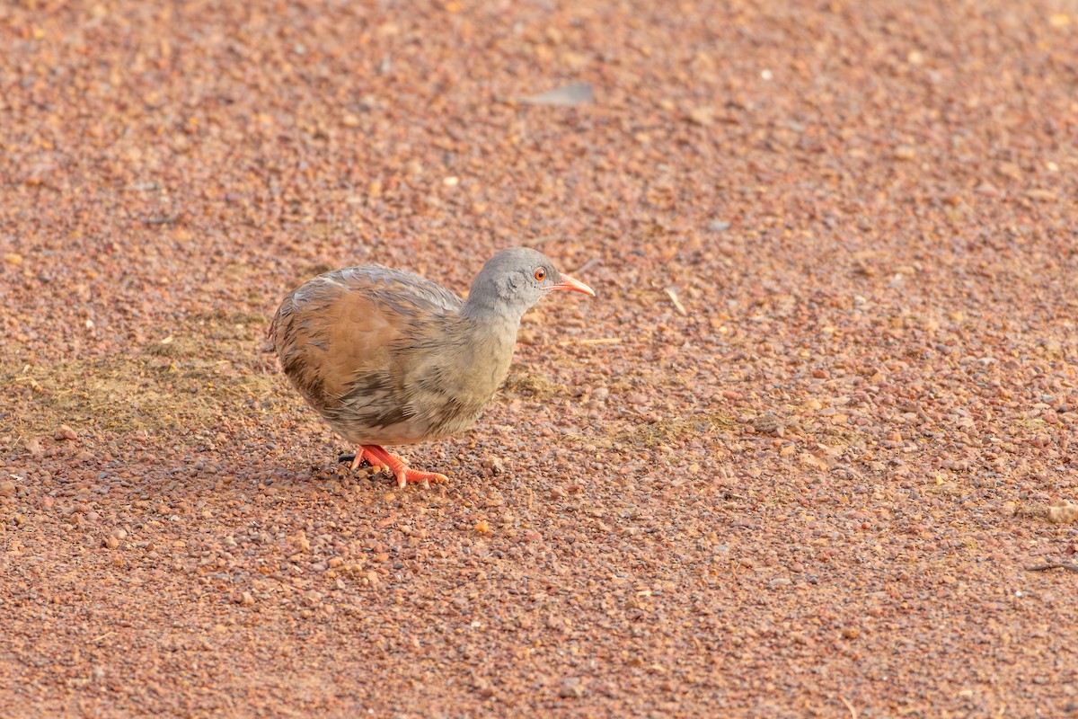 Small-billed Tinamou - ML635002045