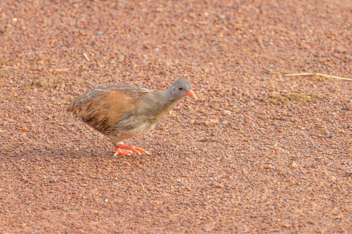 Small-billed Tinamou - ML635002047