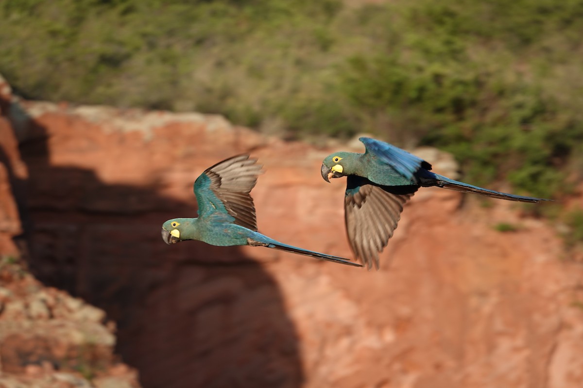 Indigo Macaw - ML635002074