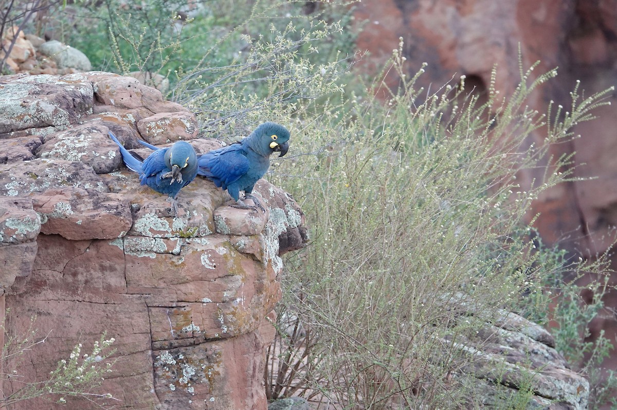 Indigo Macaw - ML635002090