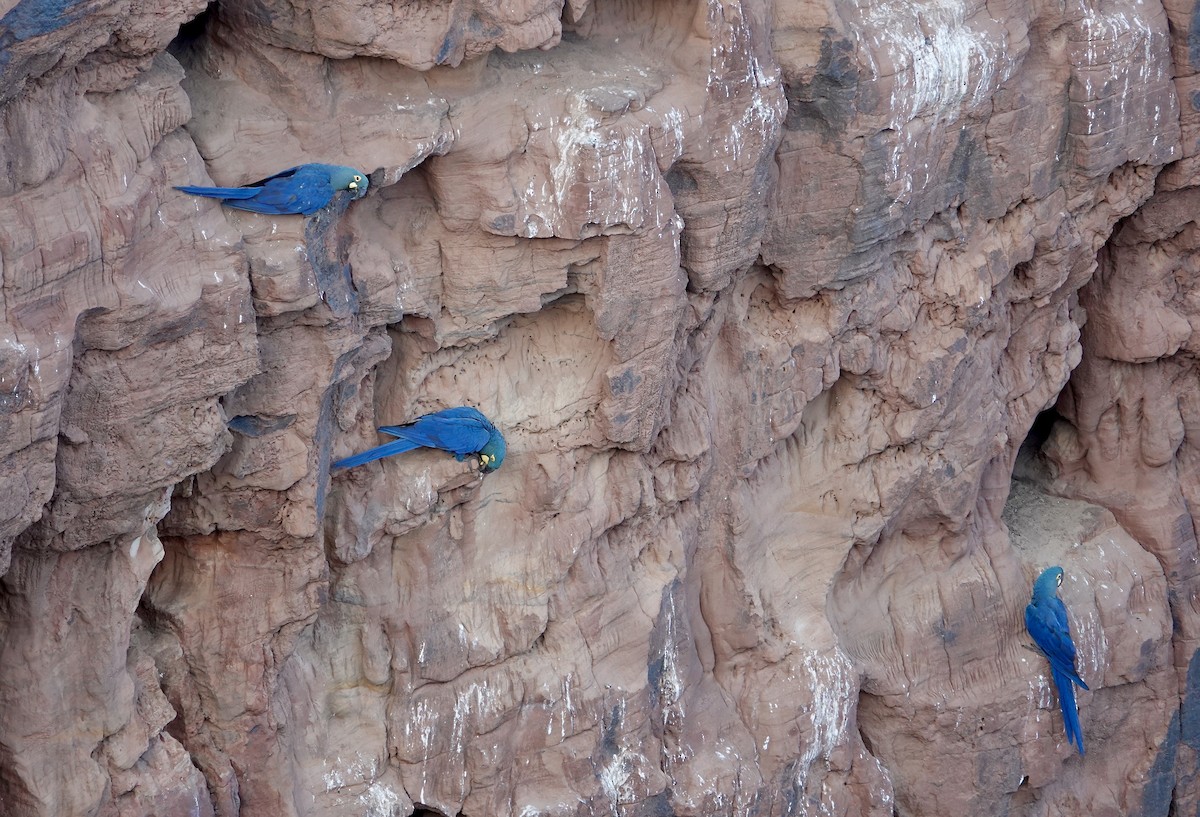 Indigo Macaw - ML635002117