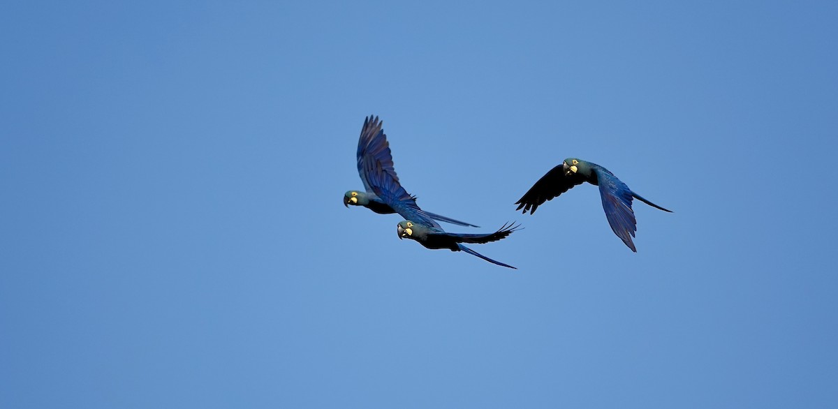 Indigo Macaw - ML635002122