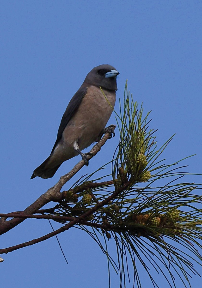 Ashy Woodswallow - ML635002124