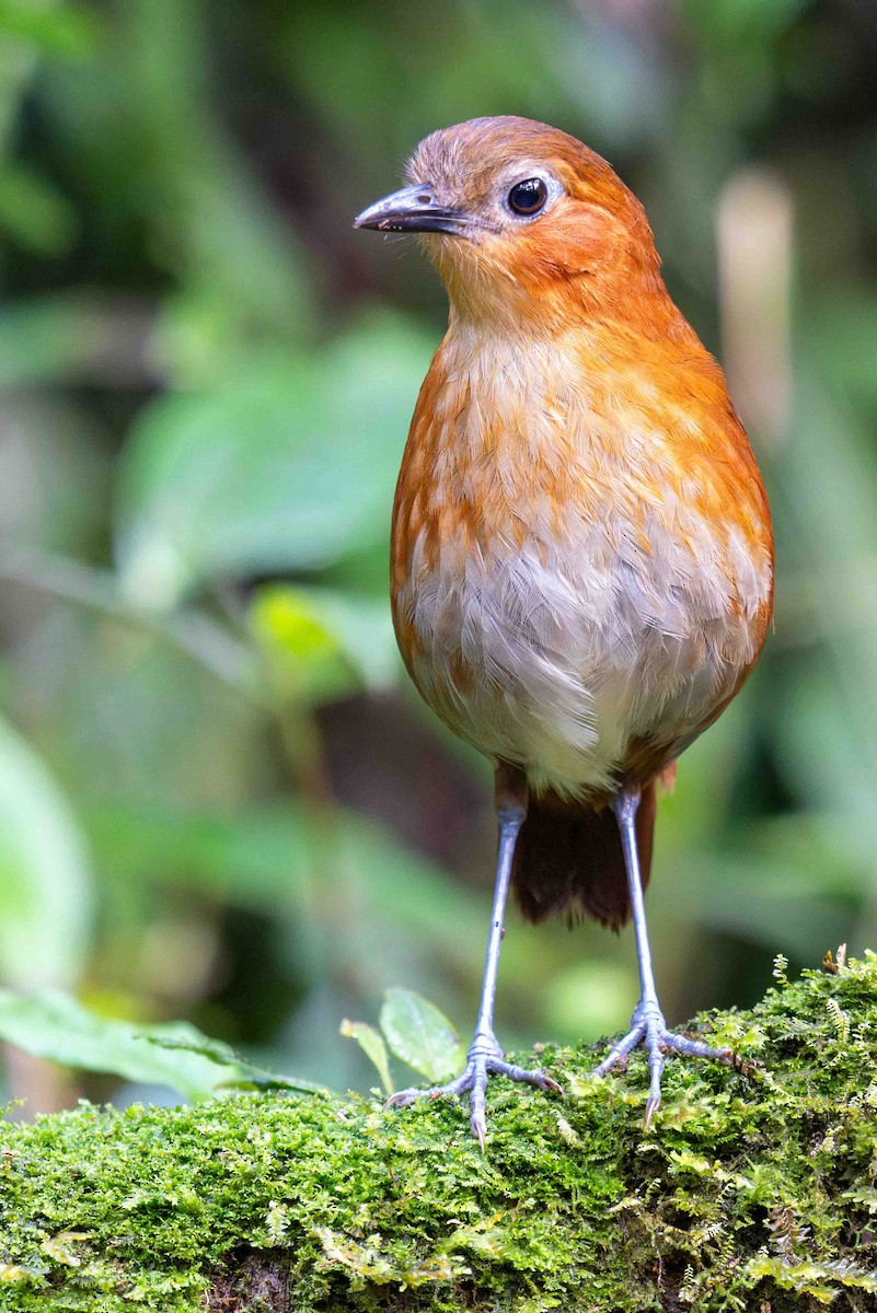 Rusty-tinged Antpitta - ML635002136