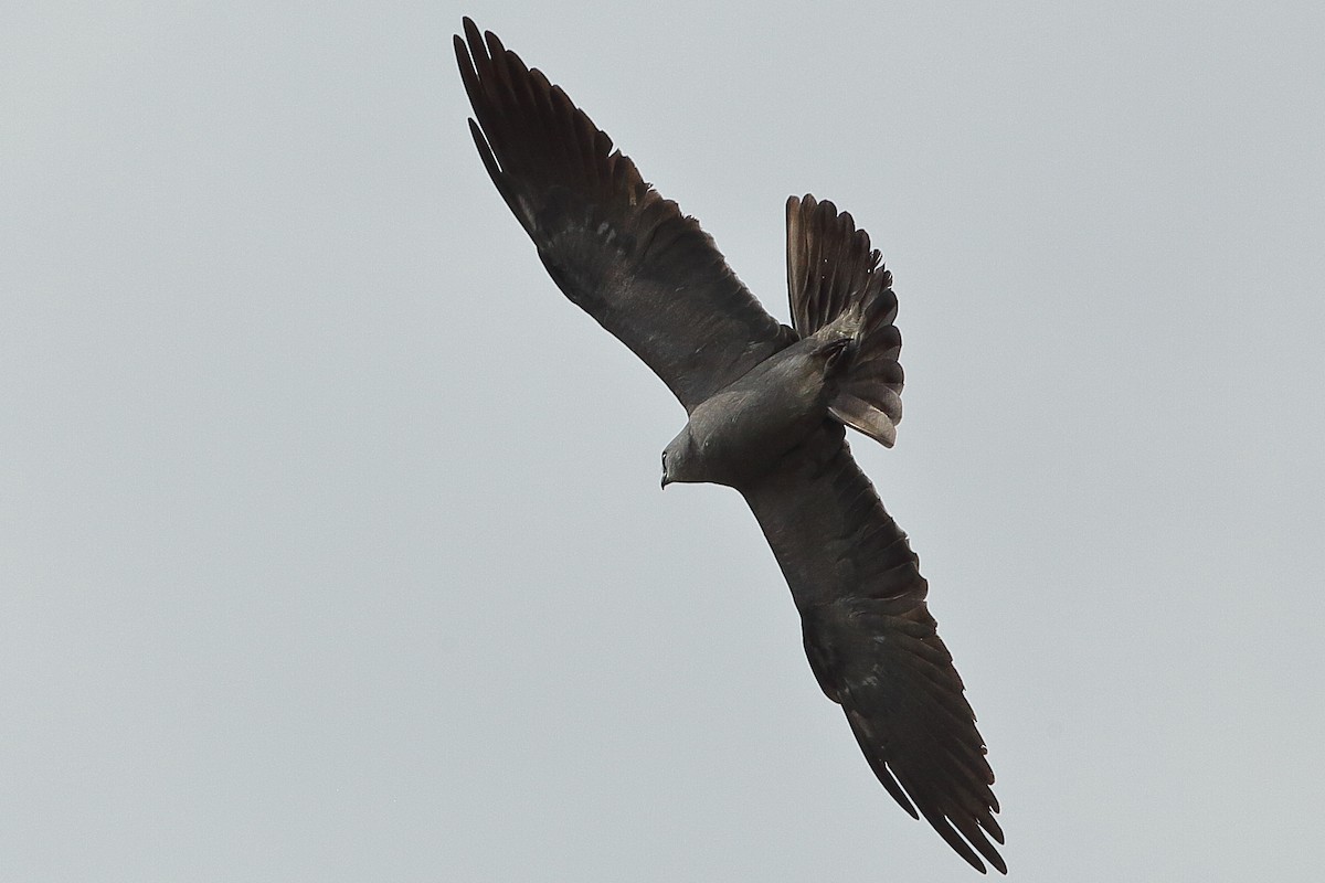 Mississippi Kite - ML635002149