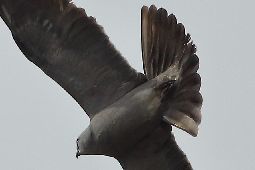 Mississippi Kite - ML635002171