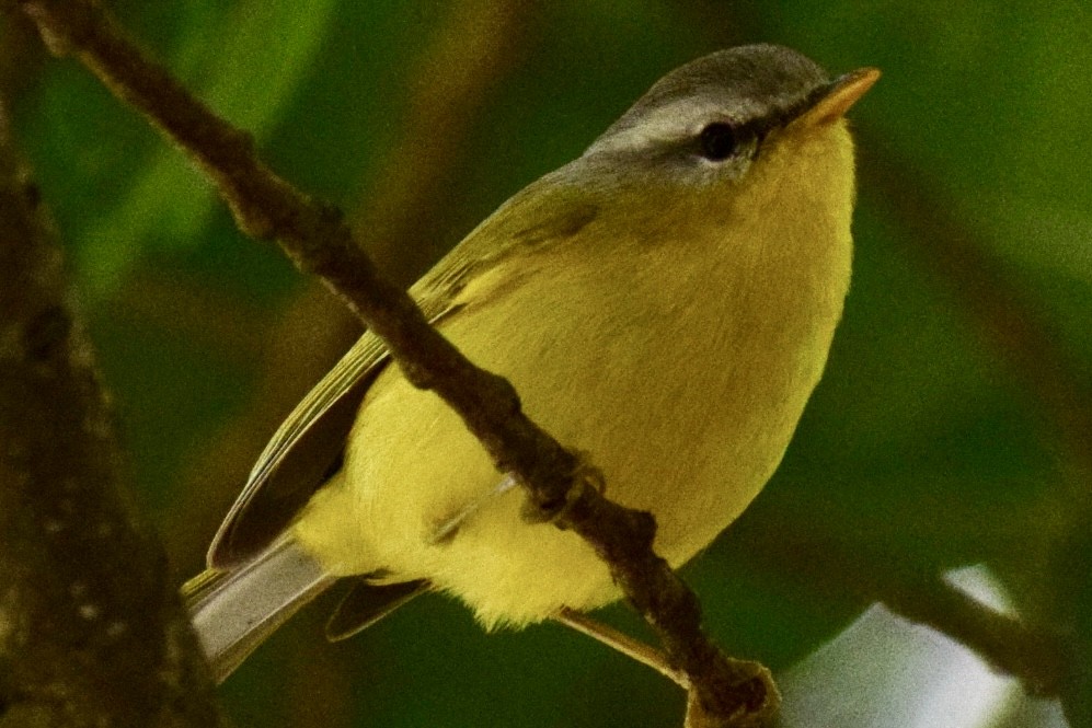 Gray-hooded Warbler - ML635002172