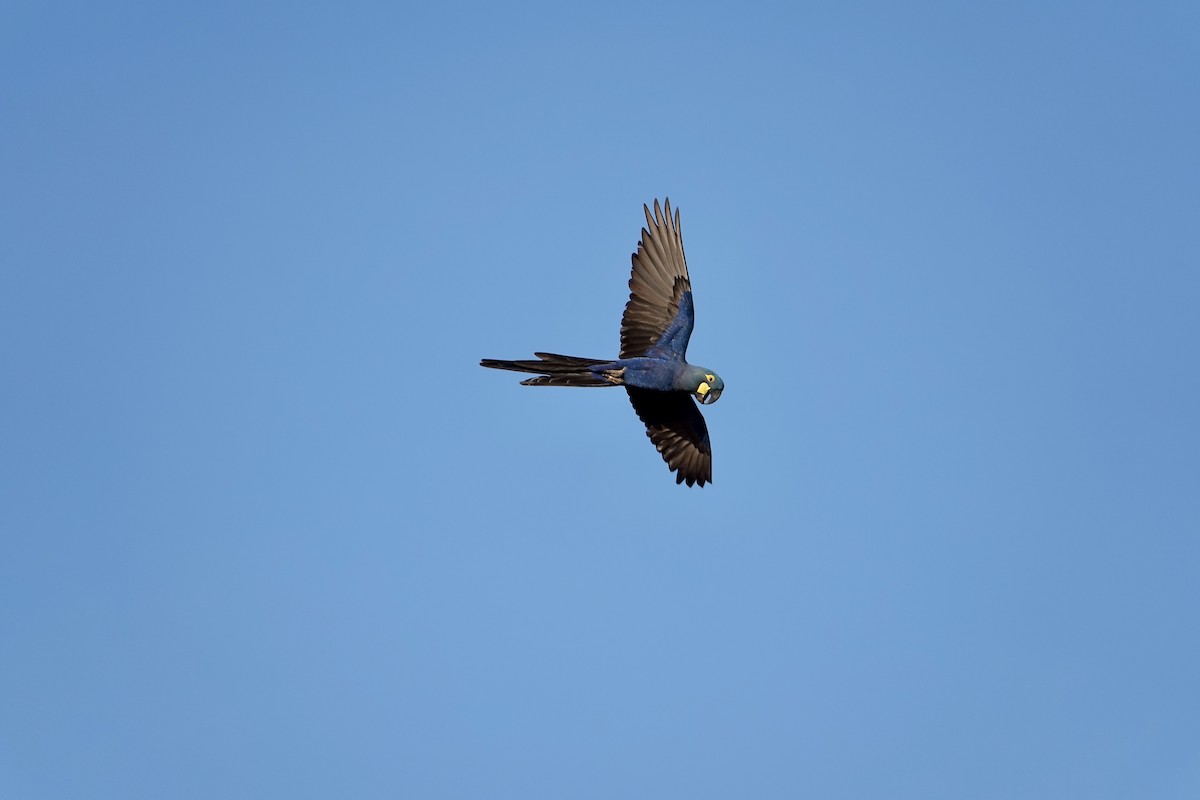 Indigo Macaw - ML635002183
