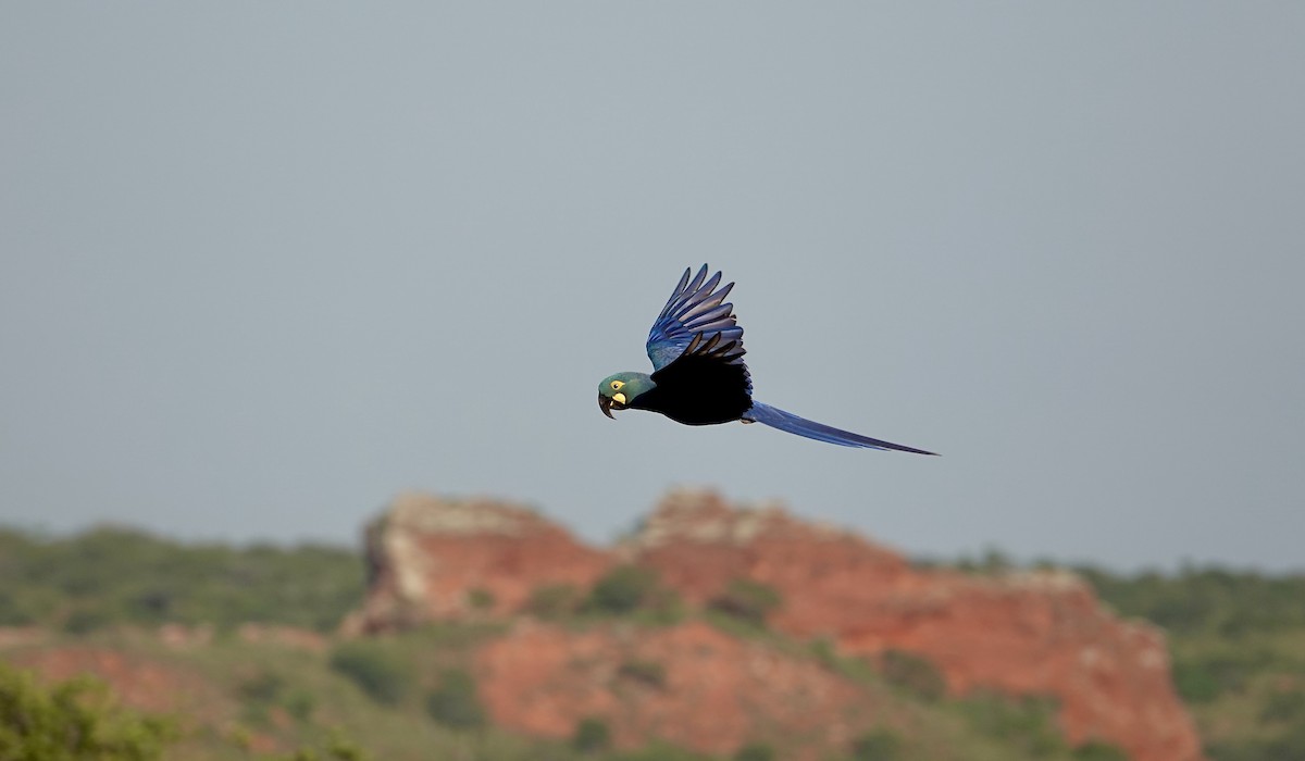Indigo Macaw - ML635002187