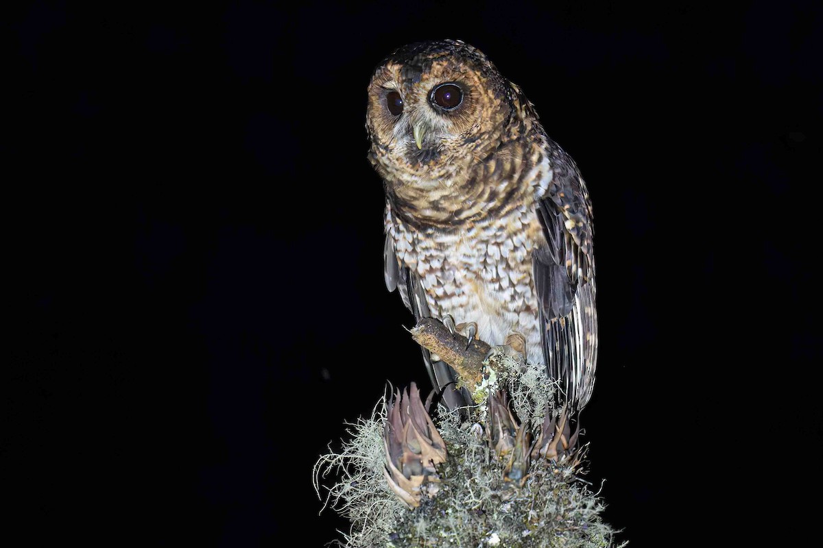Rufous-banded Owl - ML635002192