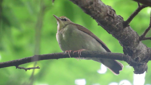 Swainson's Warbler - ML635002272