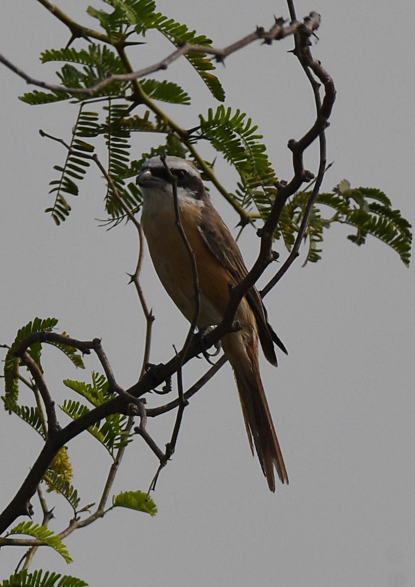 Brown Shrike (Philippine) - ML635002276