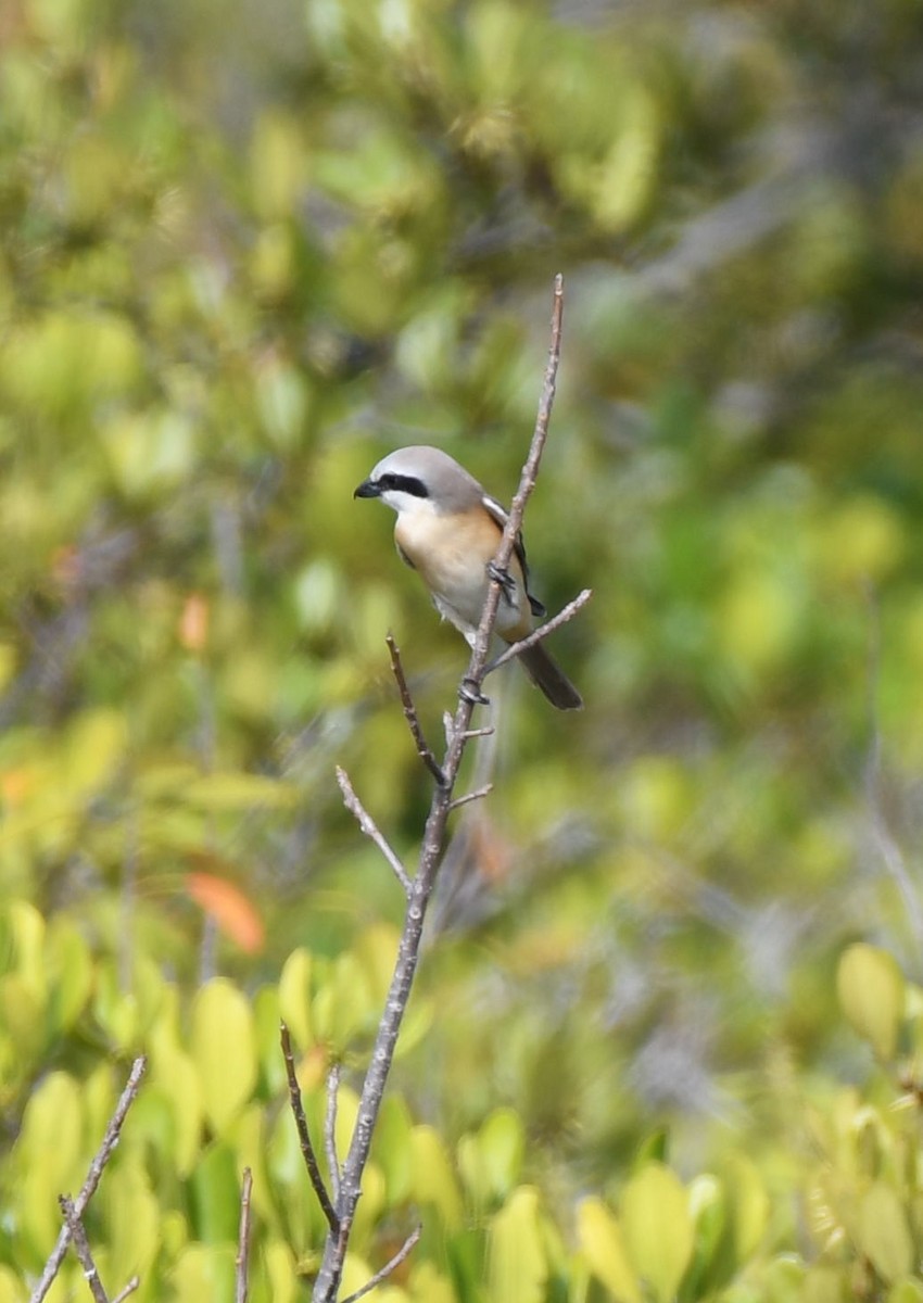 Brown Shrike (Philippine) - ML635002277