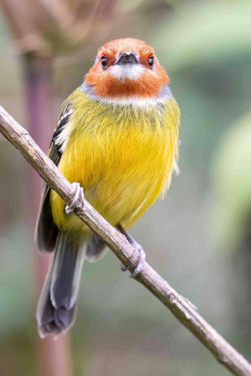 Johnson's Tody-Flycatcher - ML635002442