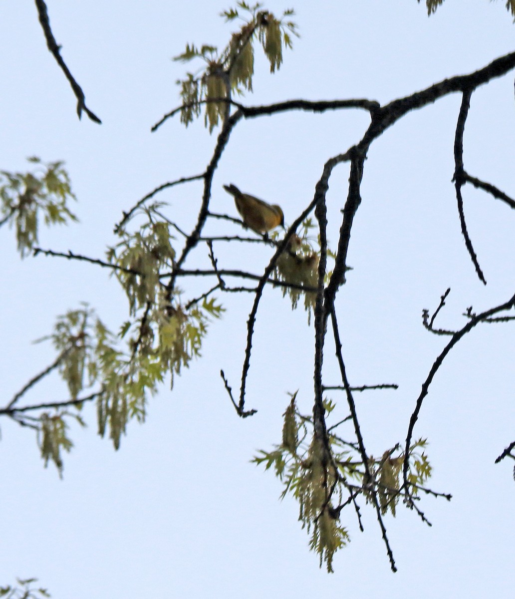 Orchard Oriole - ML635002753