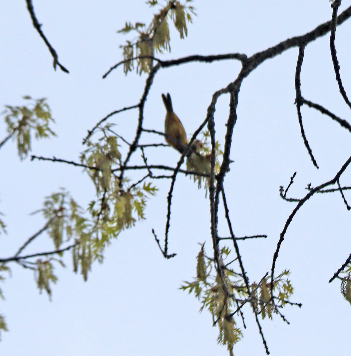 Orchard Oriole - ML635002754