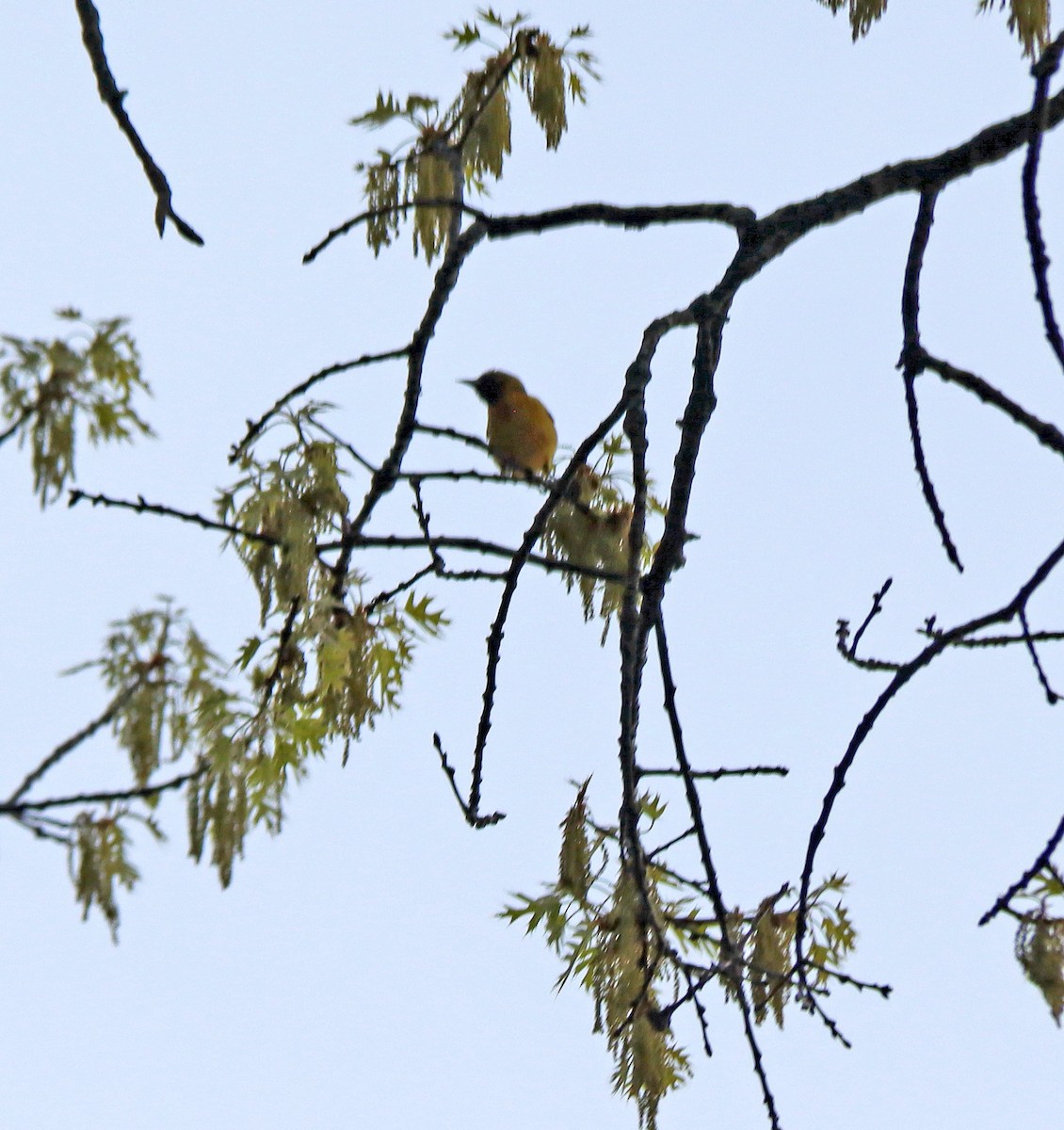 Orchard Oriole - ML635002755