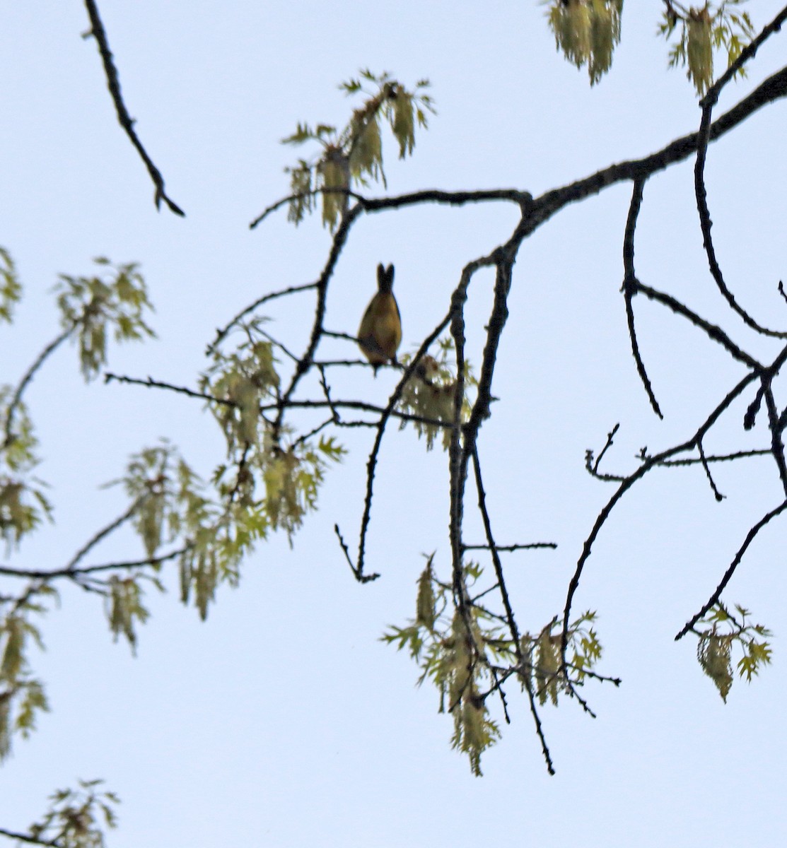 Orchard Oriole - ML635002756