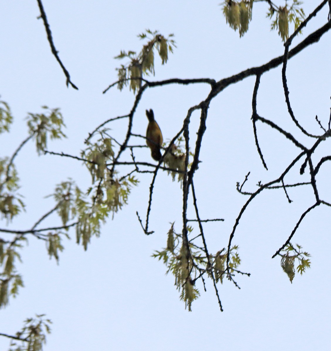 Orchard Oriole - ML635002757