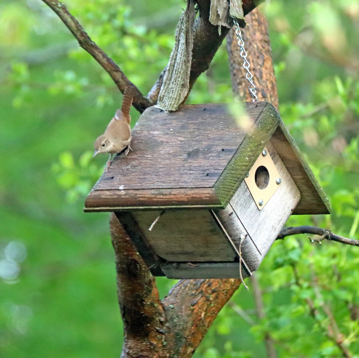 Northern House Wren - ML635002769