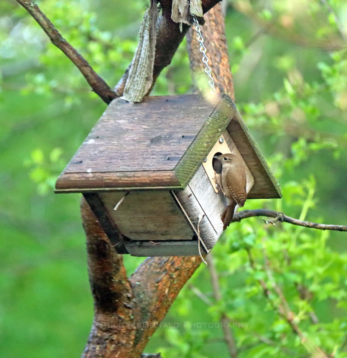 Northern House Wren - ML635002770