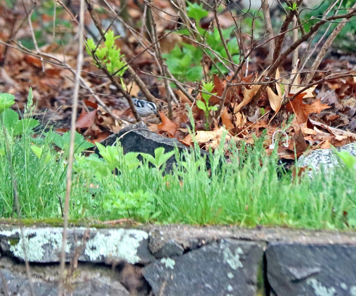 Black-and-white Warbler - ML635002789