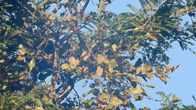 Common Iora - ML635002900