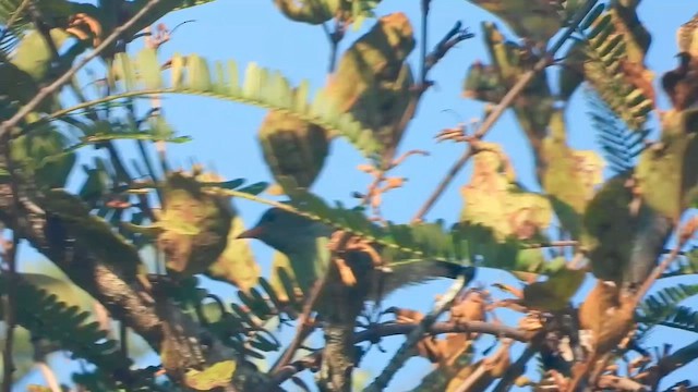 Scarlet-headed Flowerpecker - ML635002989