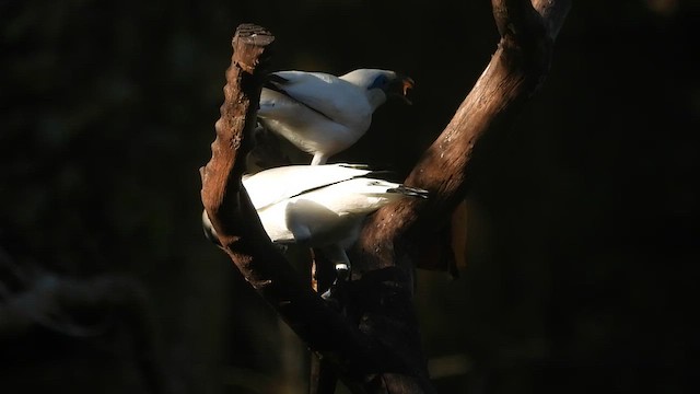 Bali Myna - ML635002991