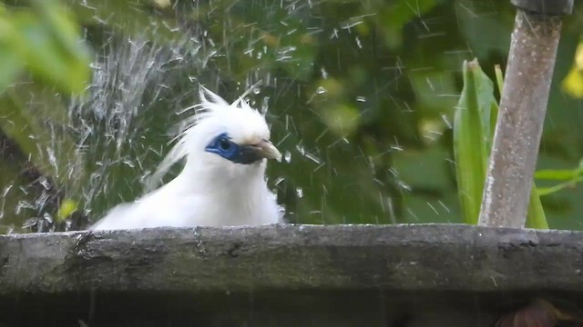 Bali Myna - ML635002993