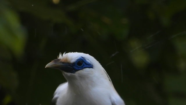 Bali Myna - ML635002997
