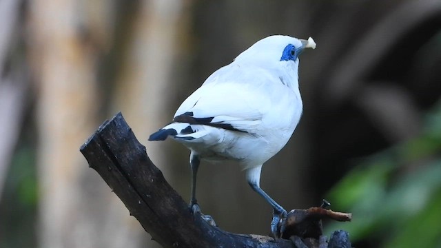 Bali Myna - ML635003000