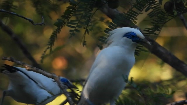 Bali Myna - ML635003004