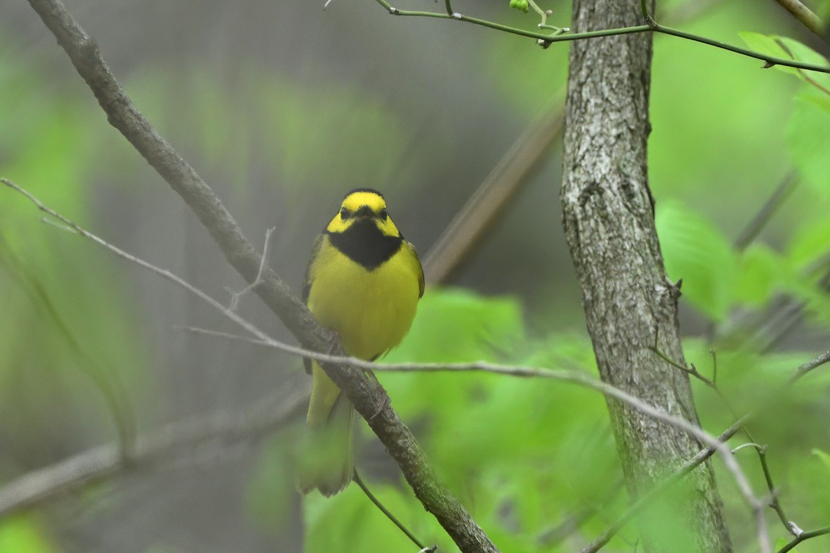 Hooded Warbler - ML635003231