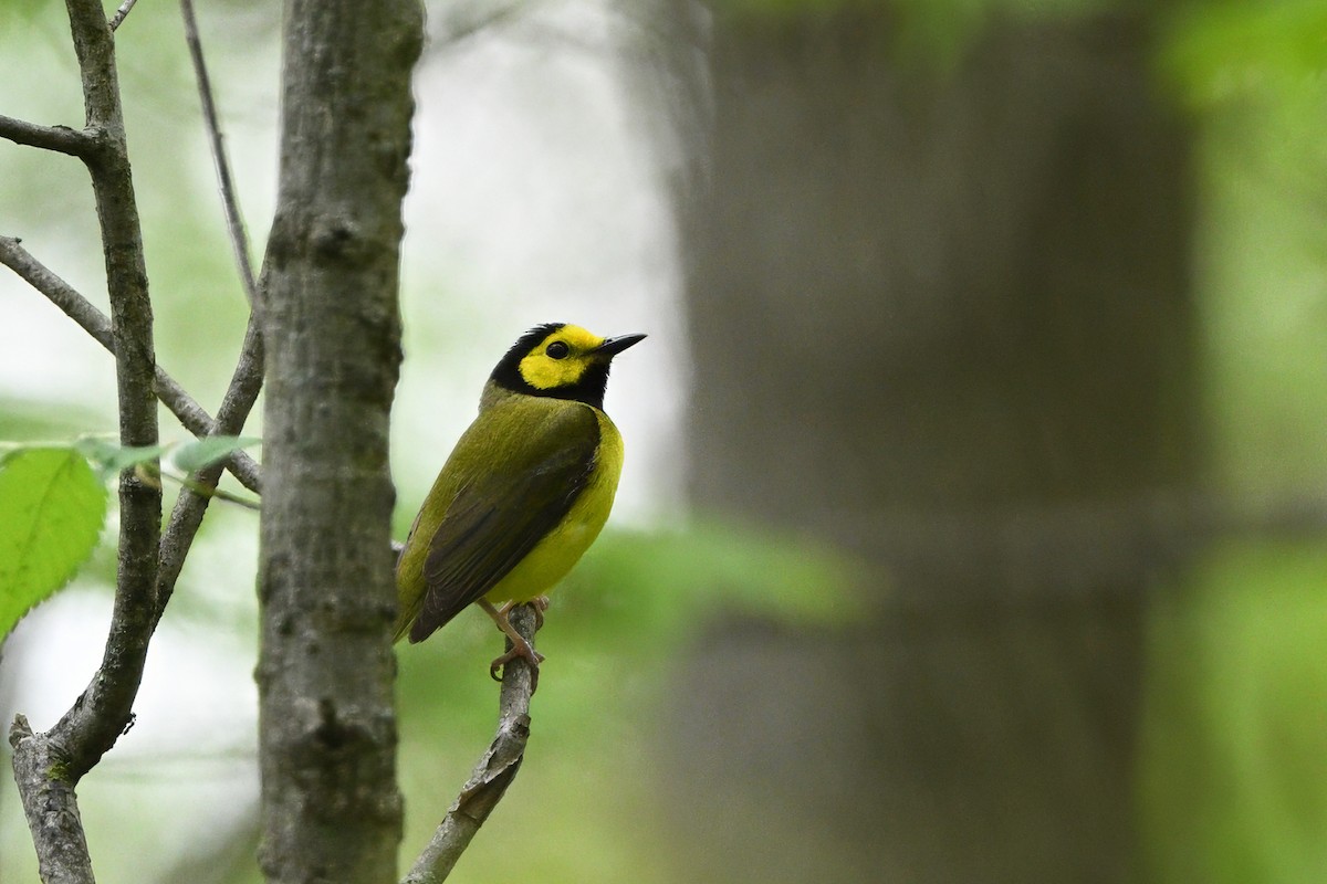 Hooded Warbler - ML635003232