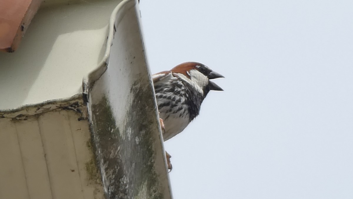 vrabec pokřovní - ML635003344