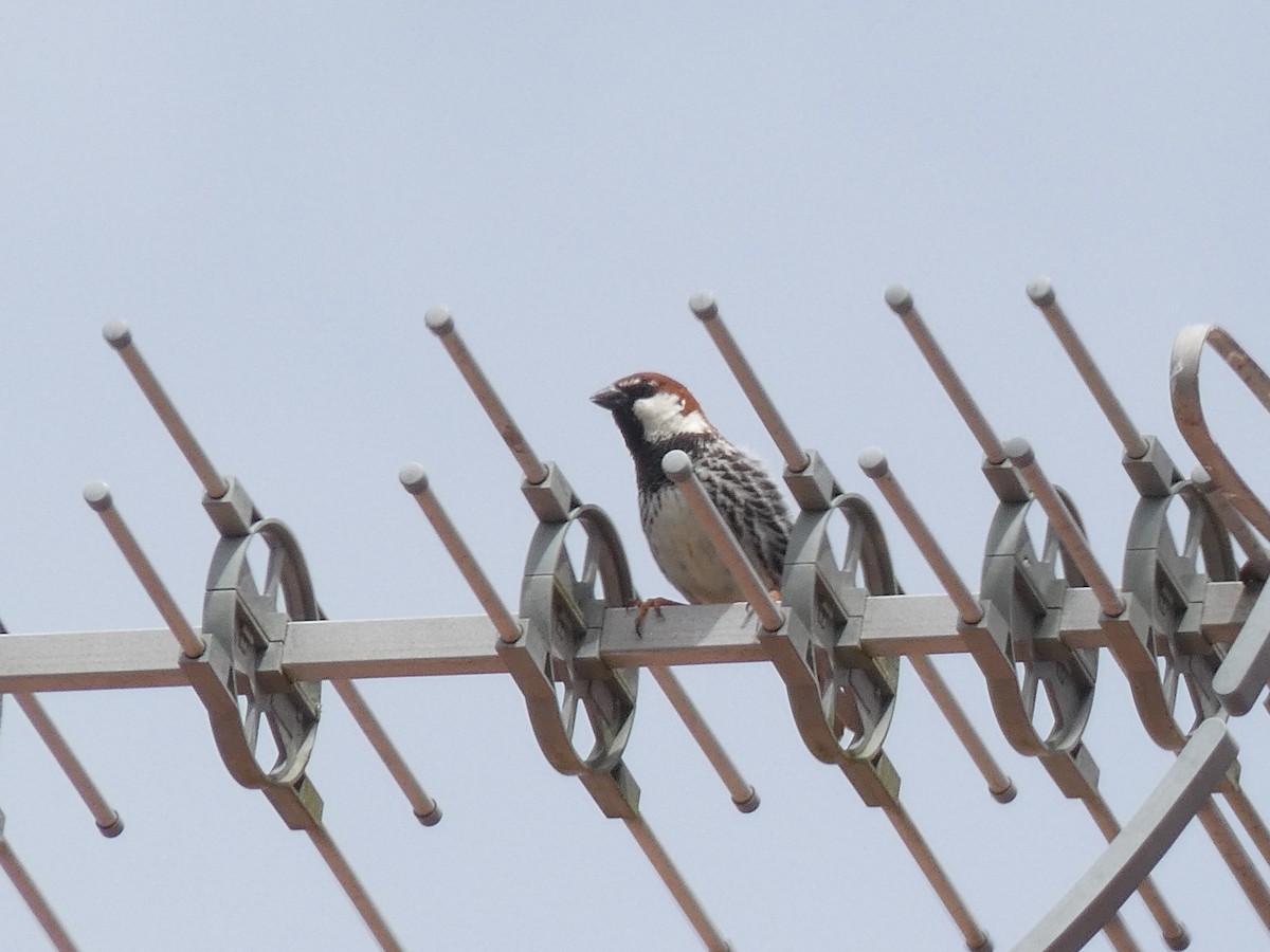 vrabec pokřovní - ML635003354