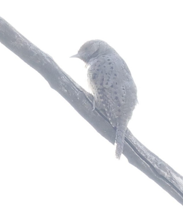 Red-throated Wryneck - ML635003379