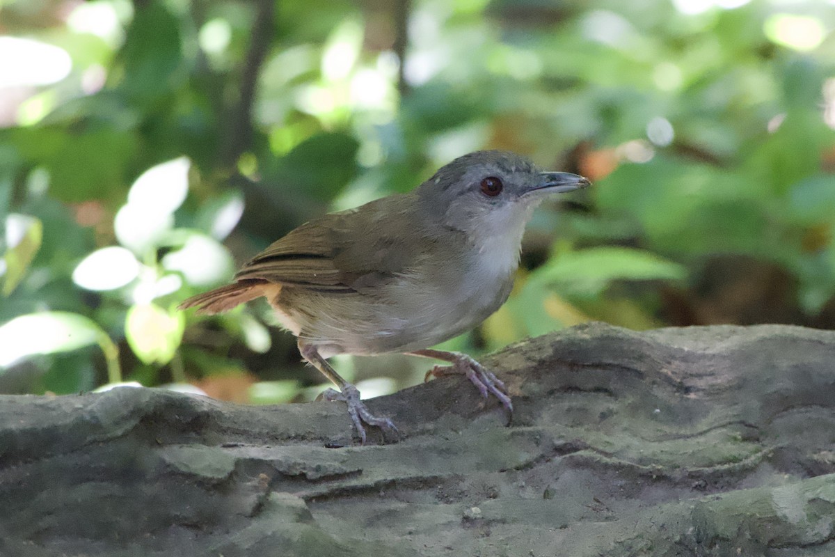 Horsfield's Babbler - ML635003494