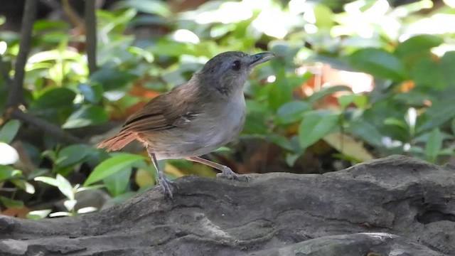 Horsfield's Babbler - ML635003537