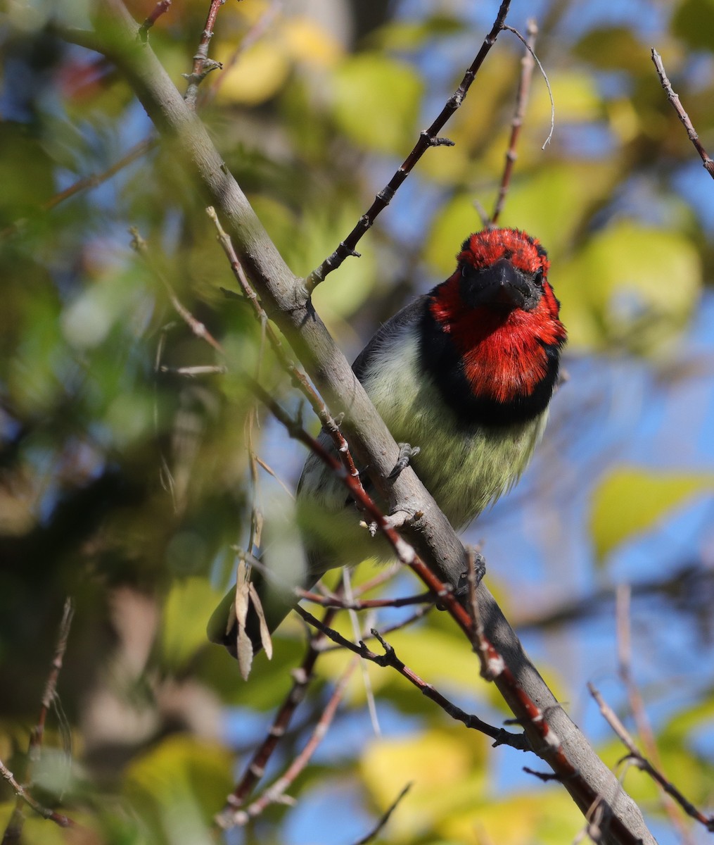 Black-collared Barbet - ML635003660